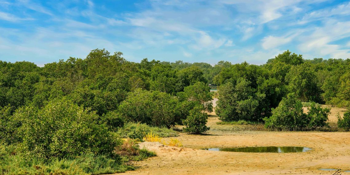 جنگلهای حرا در سواحل جنوبی ایران