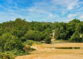 جنگل‌های حرا در سواحل جنوبی ایران