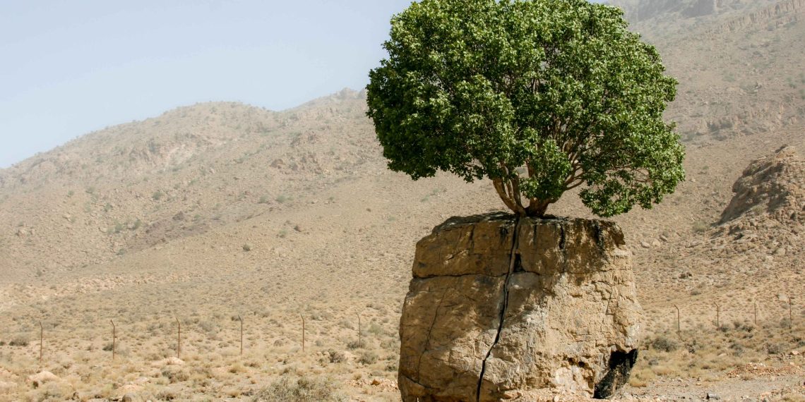 تک درخت روییده بر سنگ ارسنجان