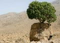 تک درخت روییده بر سنگ ارسنجان