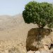 تک درخت روییده بر سنگ ارسنجان
