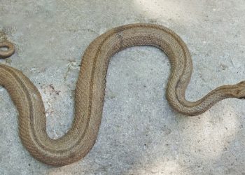 افعی دماوندی، لطیفی