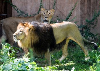 حماسه و مرگ دوباره شیر ایرانی