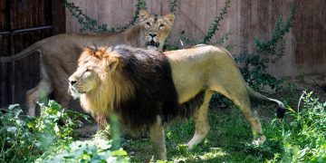 حماسه و مرگ دوباره شیر ایرانی