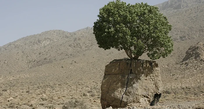 تک درخت ارسنجان