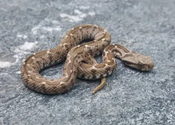 افعی دماوندی، لطیفی