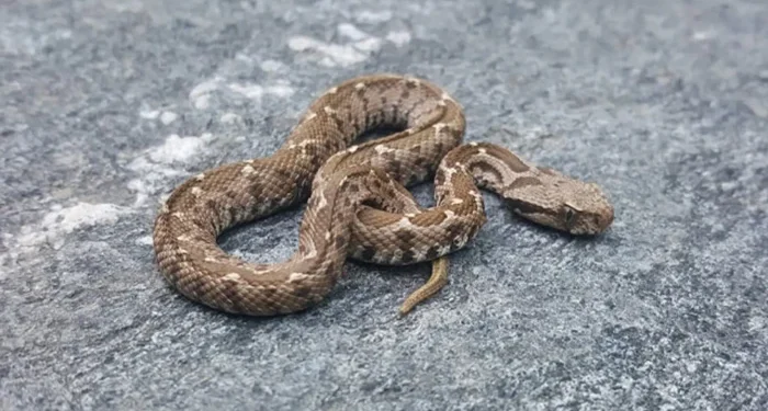 افعی دماوندی، لطیفی 30 افعی دماوندی، لطیفی