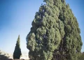 سرو ابرکوه