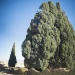 سرو ابرکوه 35 سرو ابرکوه