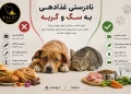 غذا دادن به سگ‌ و گربه
