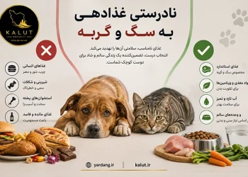 غذا دادن به سگ‌ و گربه