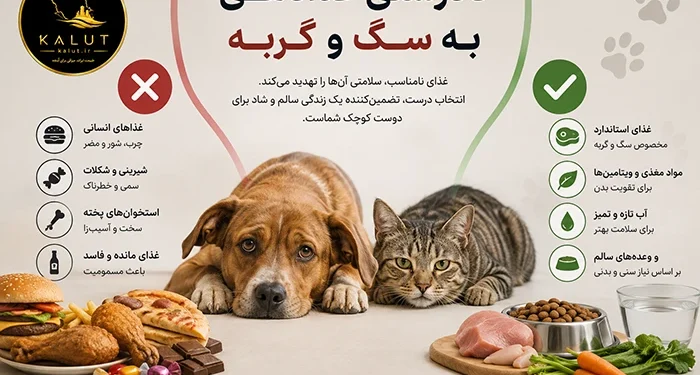 مهربانی احساسی و خطرناک در غذا دادن به سگ و گربه در شهرها 32 غذا دادن به سگ و گربه